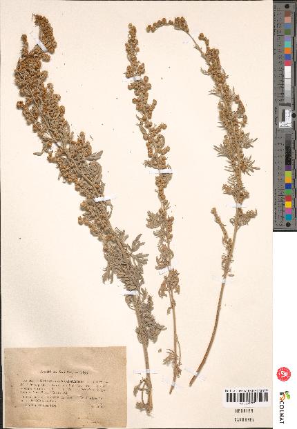 spécimen de Artemisia sp.