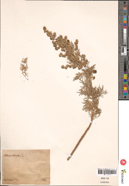 spécimen de Artemisia sp.