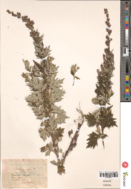 spécimen de Artemisia sp.