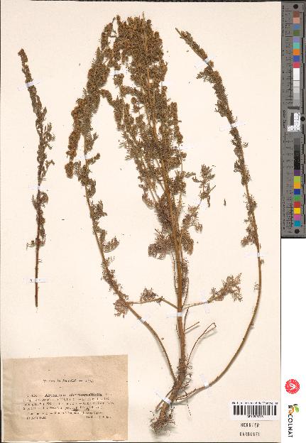 spécimen de Artemisia sp.