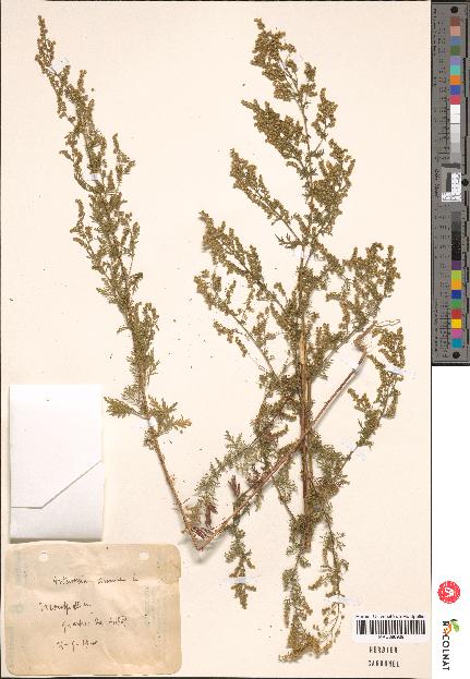 spécimen de Artemisia sp.