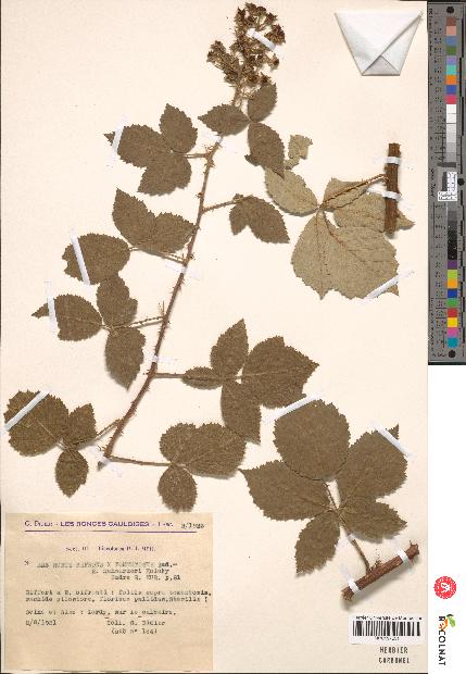 spécimen de Rubus sp.