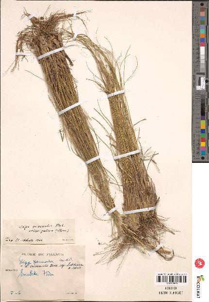 spécimen de Stipa pennata