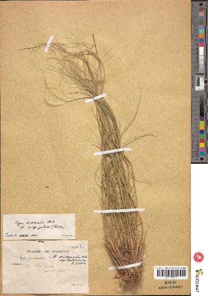 spécimen de Stipa pennata