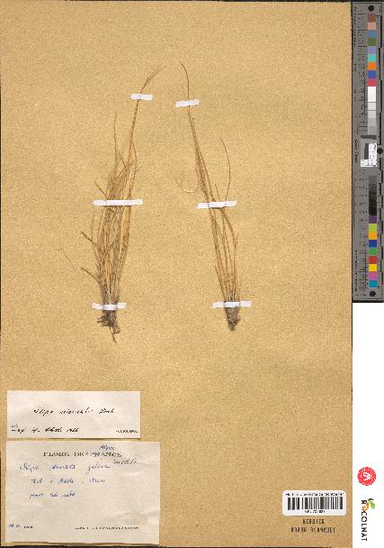 spécimen de Stipa pennata