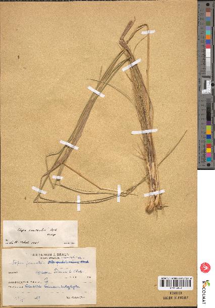 spécimen de Stipa eriocaulis