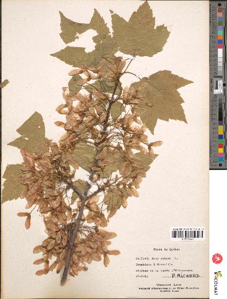 spécimen de Acer rubrum