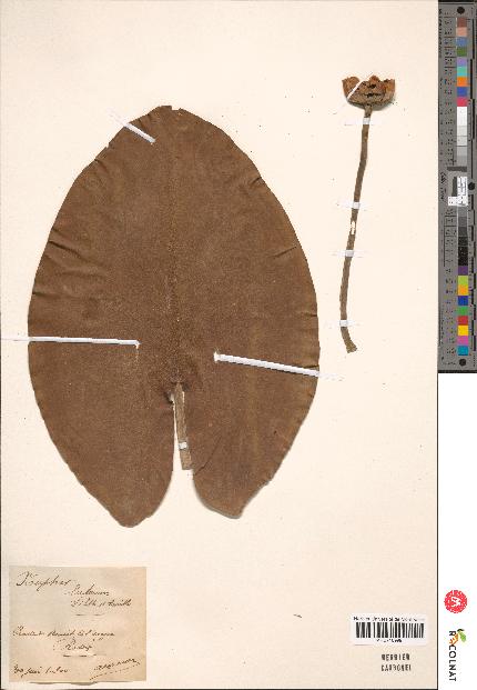 spécimen de Nuphar sp.