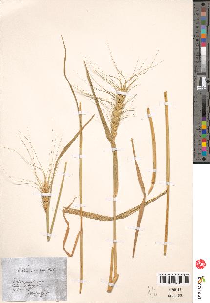 spécimen de Triticum monococcum