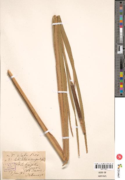 spécimen de Typha sp.