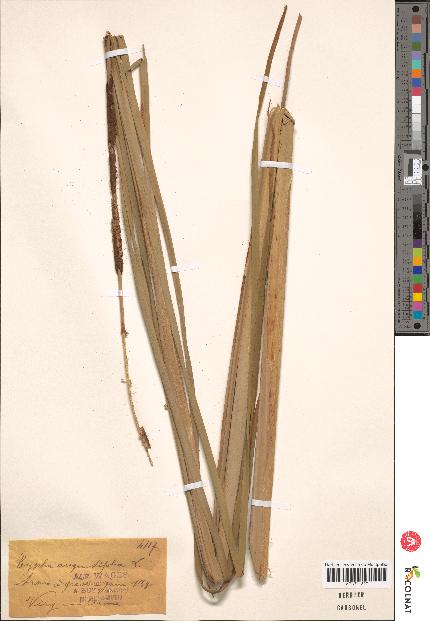 spécimen de Typha sp.