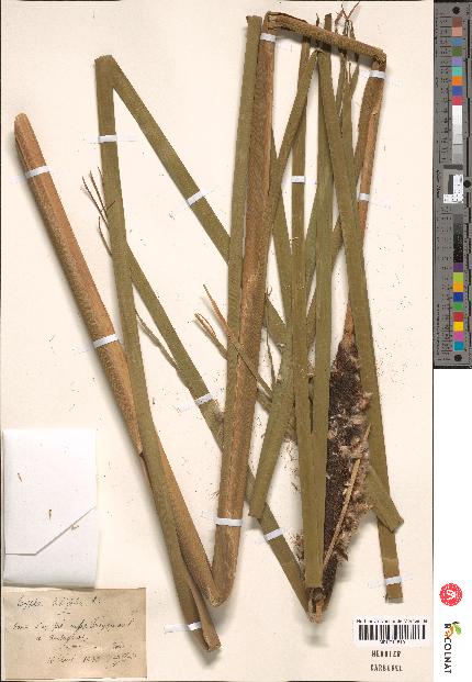 spécimen de Typha sp.