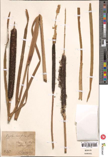 spécimen de Typha sp.