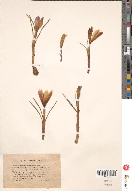 spécimen de Crocus sp.