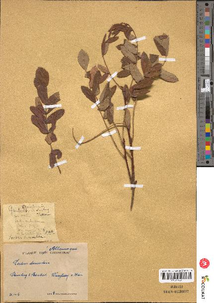 spécimen de Sorbus domestica