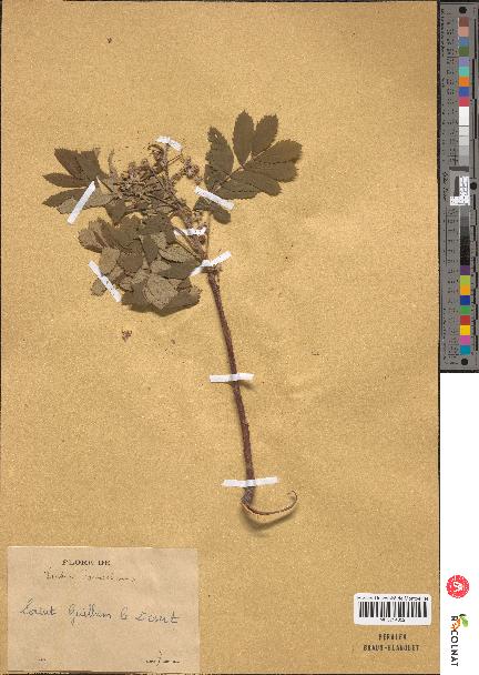 spécimen de Sorbus domestica