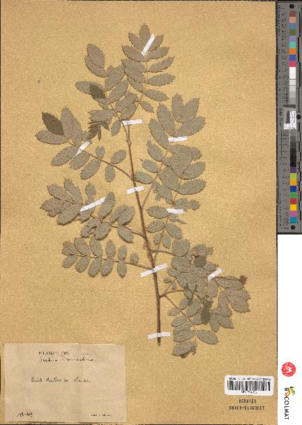 spécimen de Sorbus domestica