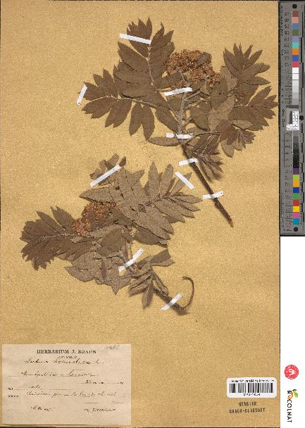 spécimen de Sorbus domestica