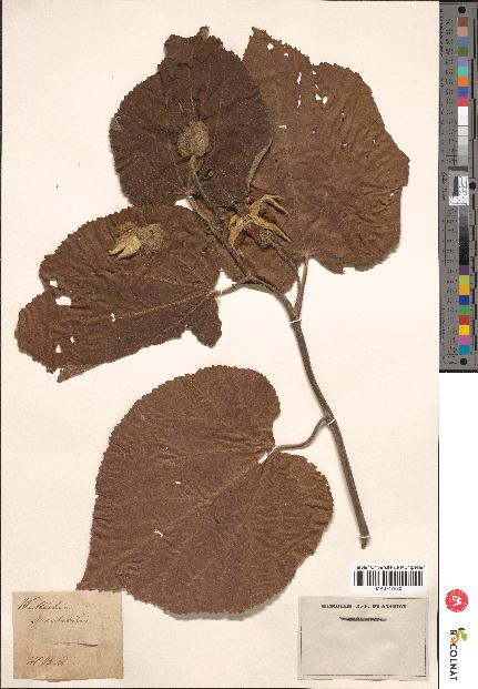 spécimen de Wallichia spectabilis