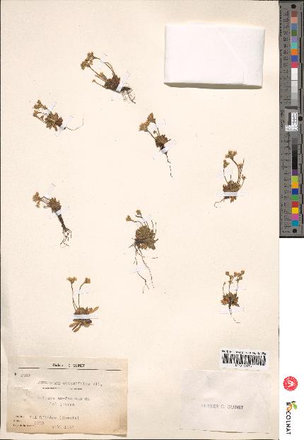 spécimen de Androsace obtusifolia