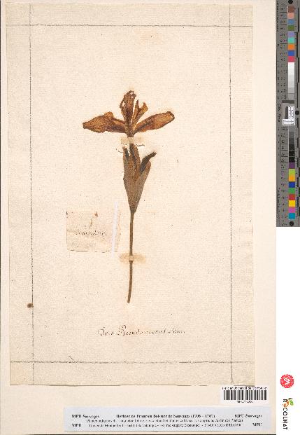 spécimen de Iris pseudacorus