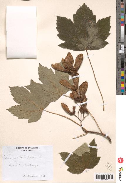 spécimen de Acer pseudoplatanus