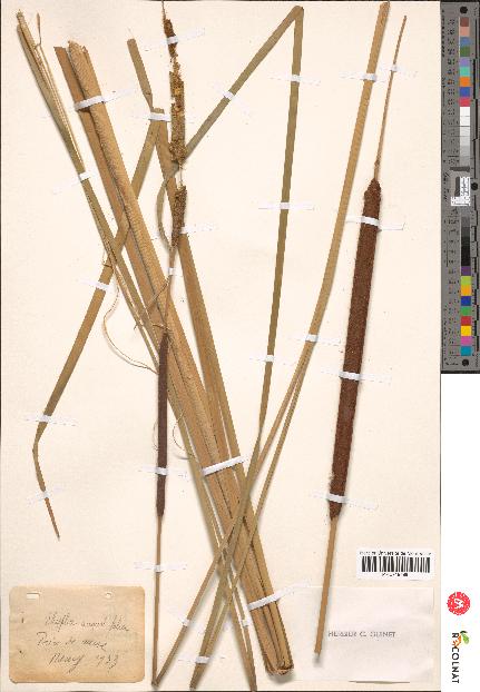 spécimen de Typha angustifolia
