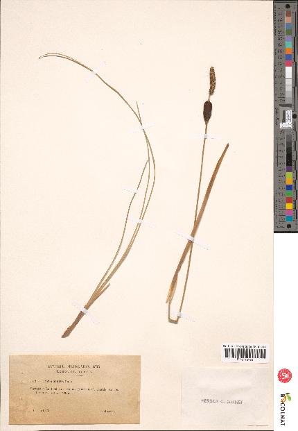 spécimen de Typha minima