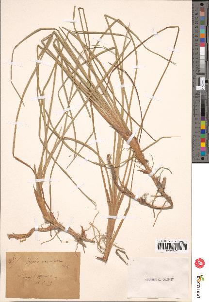 spécimen de Typha minima