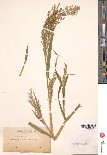 spécimen de Panicum miliaceum