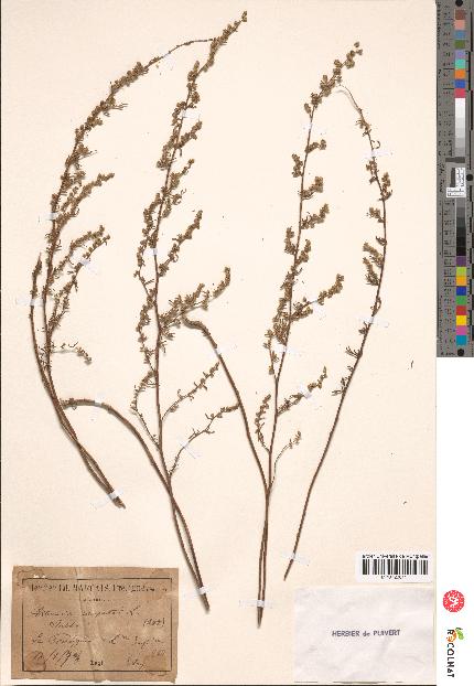 spécimen de Artemisia campestris