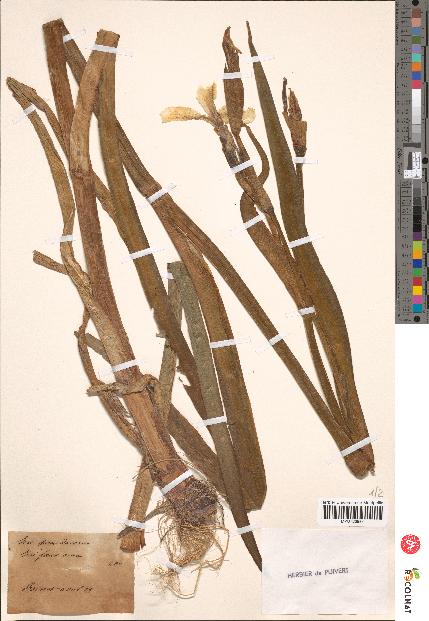 spécimen de Iris pseudacorus