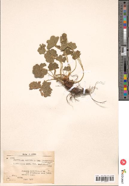 spécimen de Alchemilla hybrida