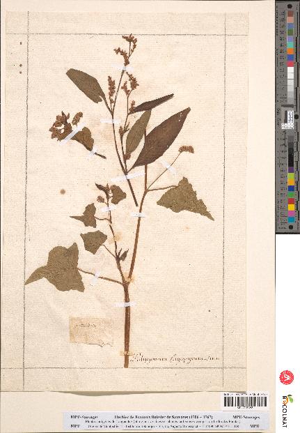 spécimen de Polygonum fagopyrum