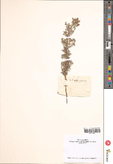 spécimen de Artemisia pontica