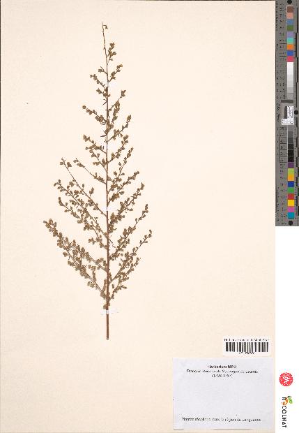 spécimen de Artemisia pontica