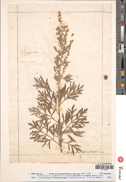 spécimen de Artemisia absinthium