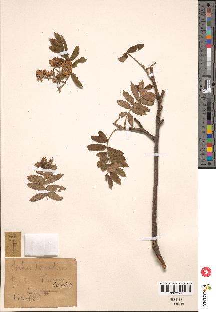 spécimen de Sorbus domestica