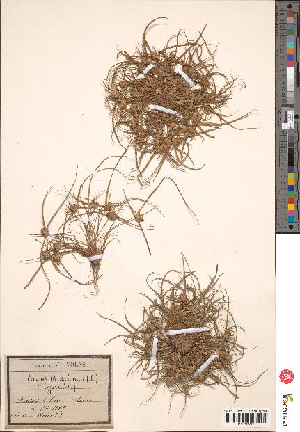 spécimen de Scirpus michelianus