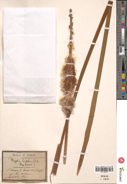 spécimen de Typha latifolia