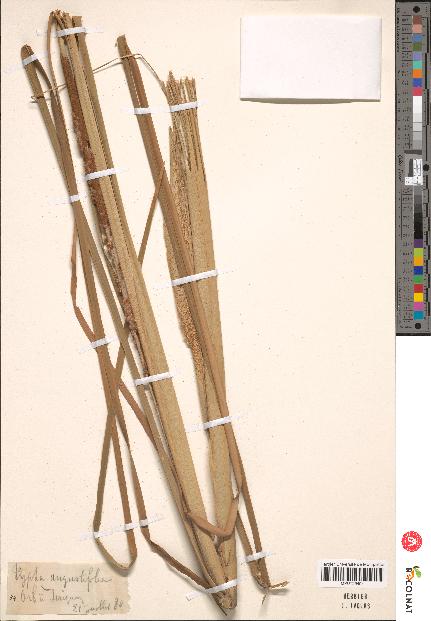 spécimen de Typha angustifolia