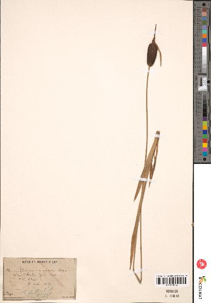 spécimen de Typha minima