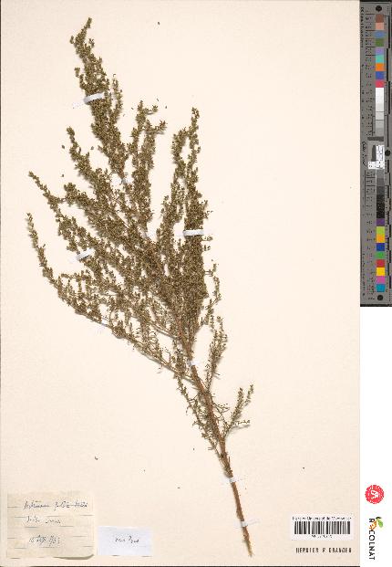 spécimen de Artemisia sp.