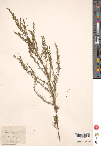 spécimen de Artemisia sp.