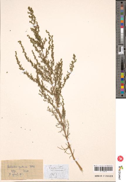 spécimen de Artemisia sp.