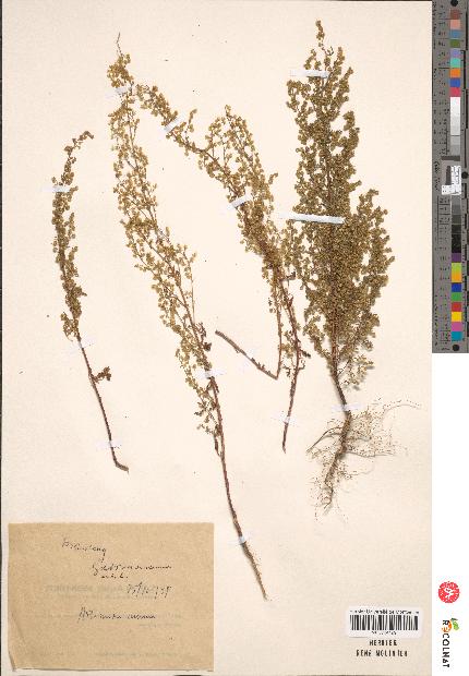 spécimen de Artemisia annua