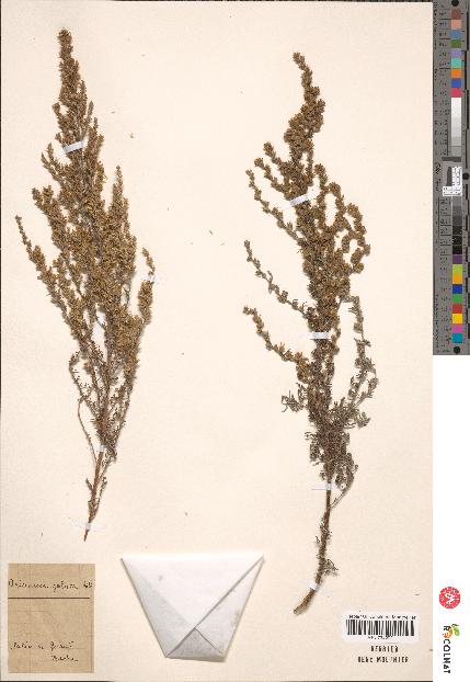 spécimen de Artemisia gallica