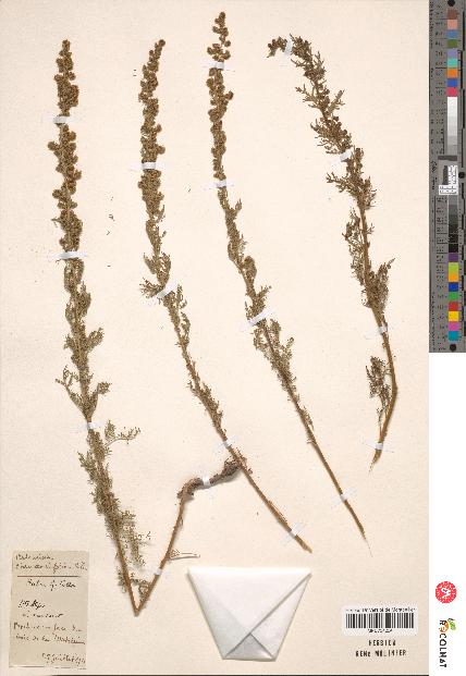 spécimen de Artemisia chamaemelifolia