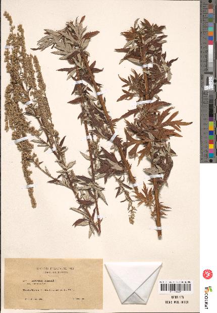 spécimen de Artemisia vulgaris