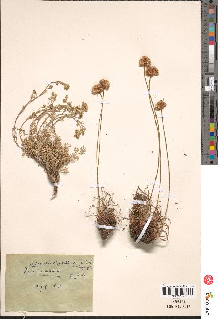 spécimen de Artemisia mutellina